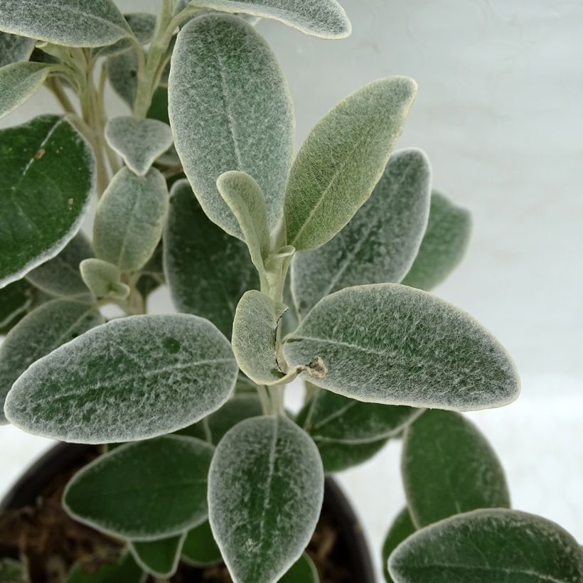 Senecio greyi Sunshine - Kreuzkraut (Foliage)