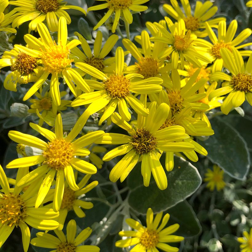 Senecio greyi Sunshine - Kreuzkraut (Flowering)