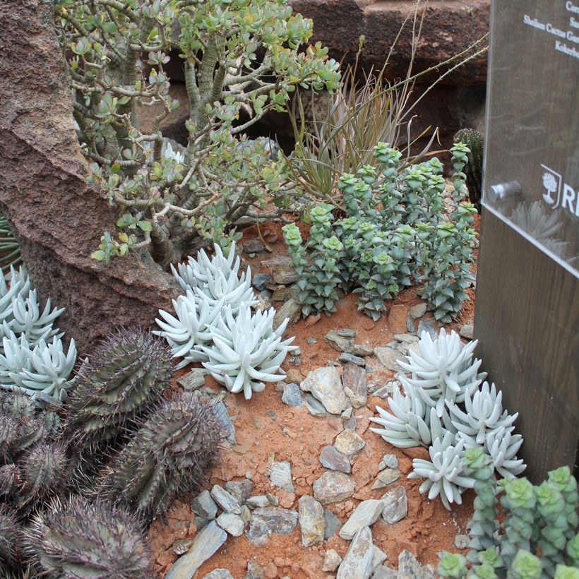 Senecio haworthii - Kreuzkraut (Wuchs)