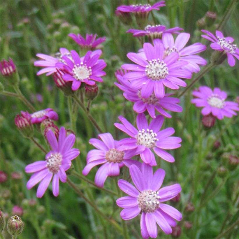 Senecio polyodon - Kreuzkraut (Flowering)