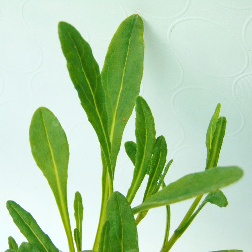 Senecio polyodon - Kreuzkraut (Foliage)