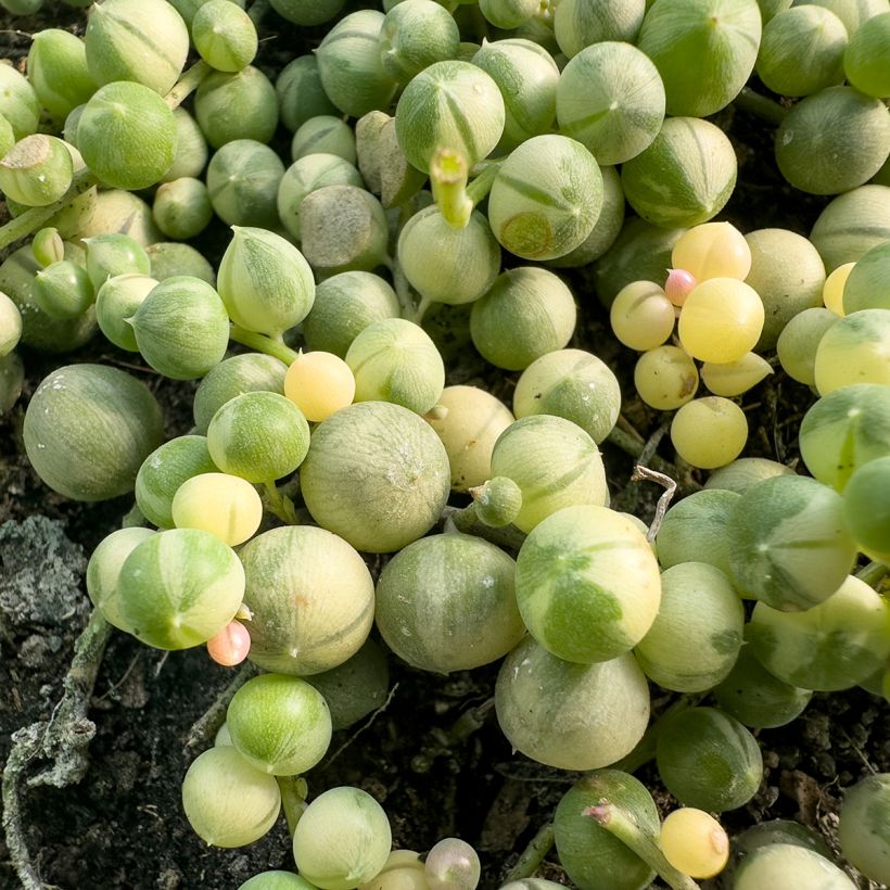 Senecio rowleyanus Variegata - Collier de perles (Laub)