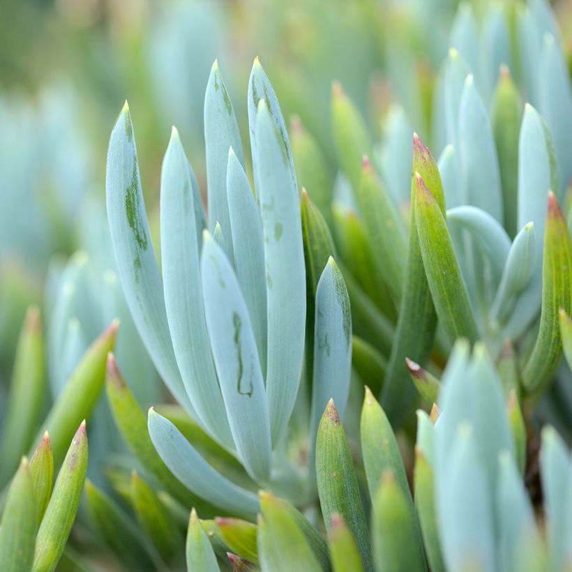 Senecio serpens Blue Chalk - Kreuzkraut (Foliage)