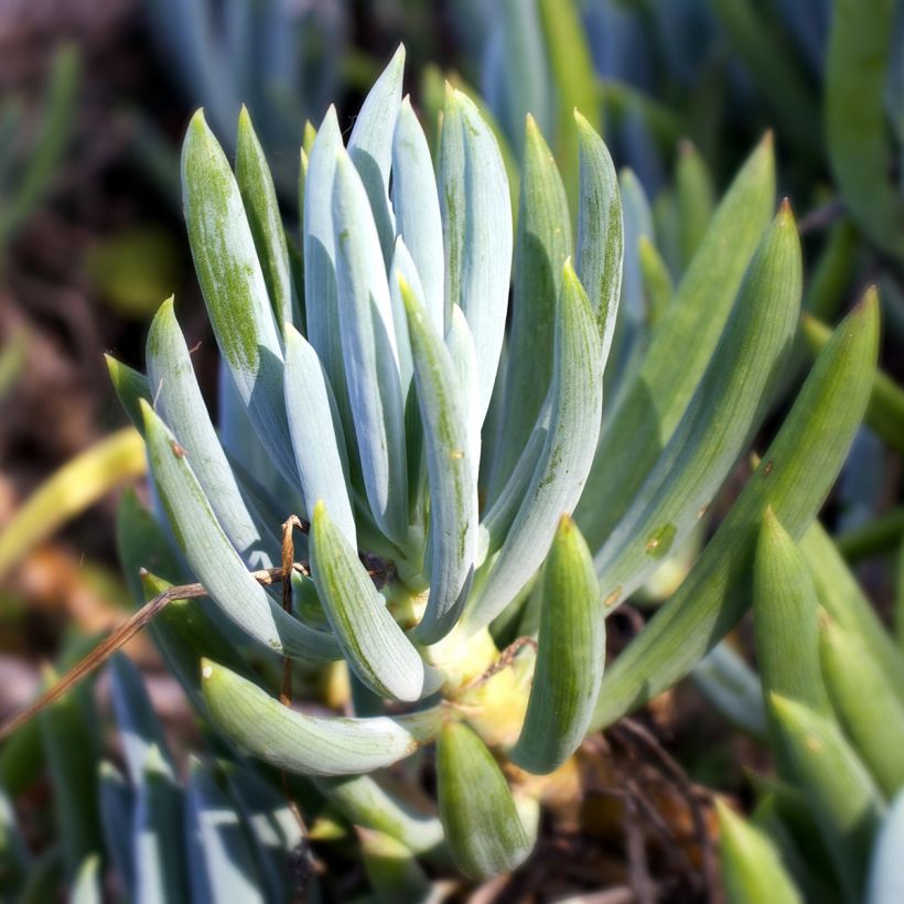 Senecio serpens - Kreuzkraut (Foliage)