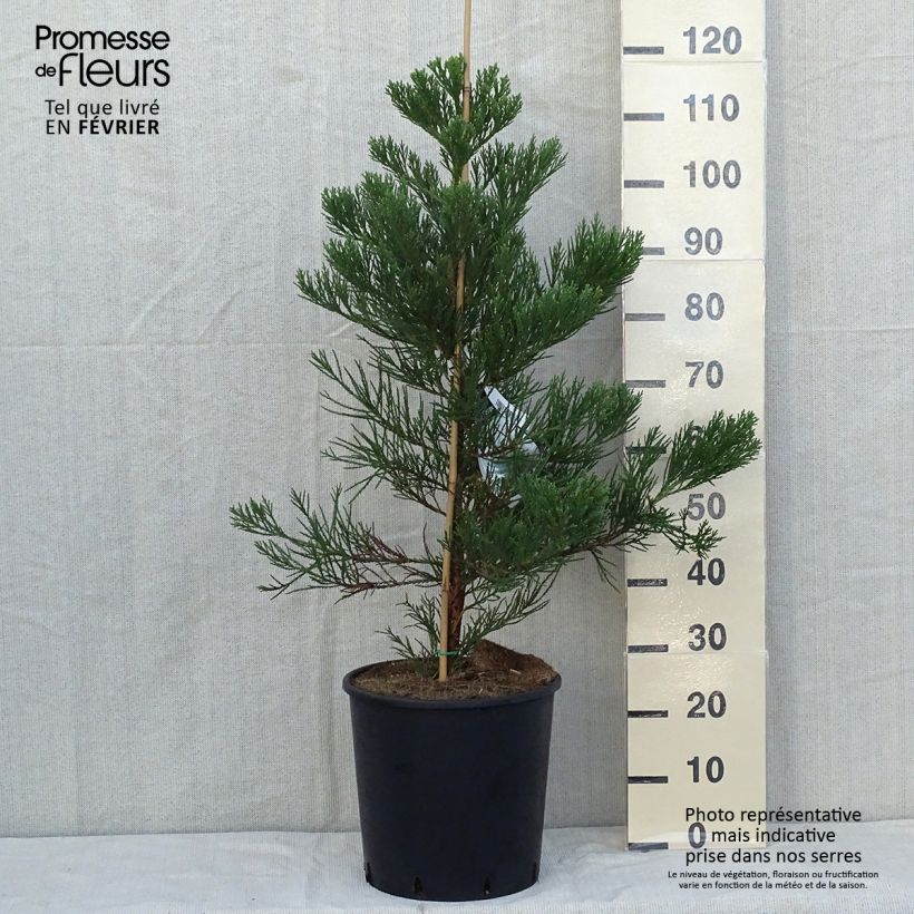 Exemplar von Sequoiadendron giganteum Greenpeace - Bergmammutbaum Topf mit 18L/20L wie im Herbst geliefert