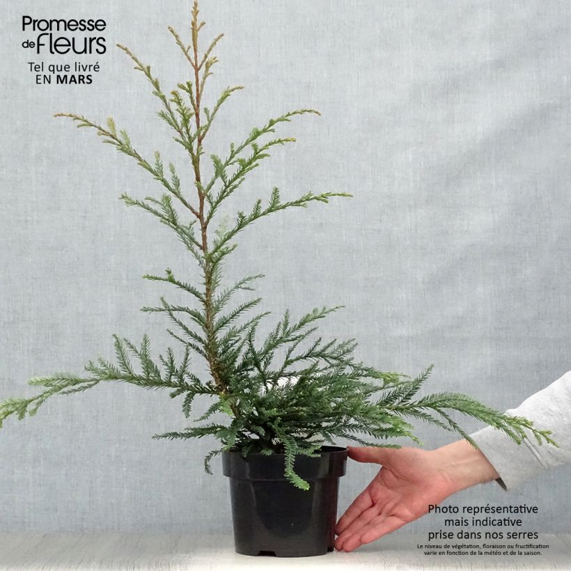 Example of Sequoia sempervirens Adpressa - Küstenmammutbaum Topf mit 3L/4L as you get in printemps