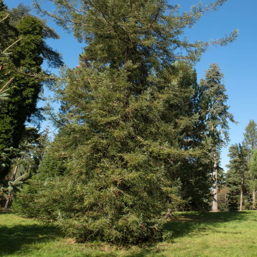 Sequoia sempervirens Adpressa - Küstenmammutbaum (Plant habit)