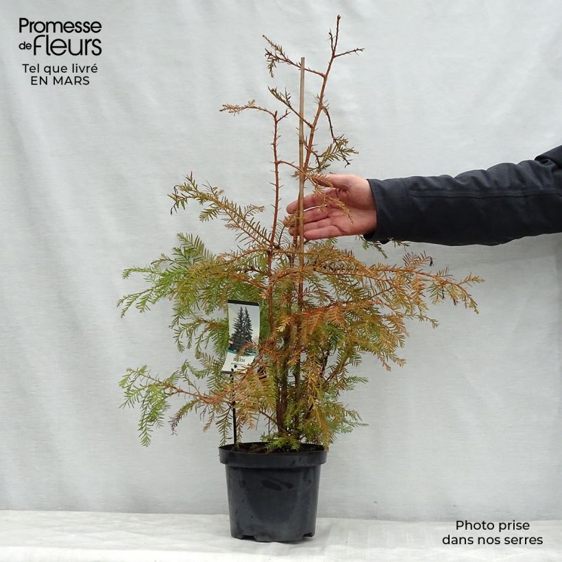 Example of Sequoia sempervirens - Küstenmammutbaum Topf mit 3L/4L as you get in printemps