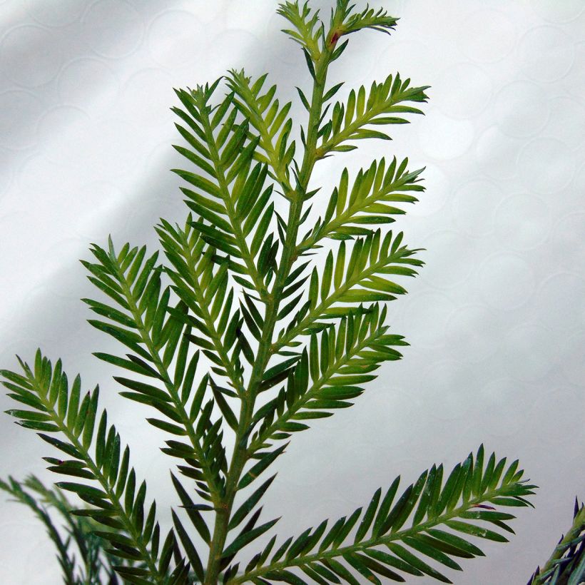 Sequoia sempervirens - Küstenmammutbaum (Foliage)