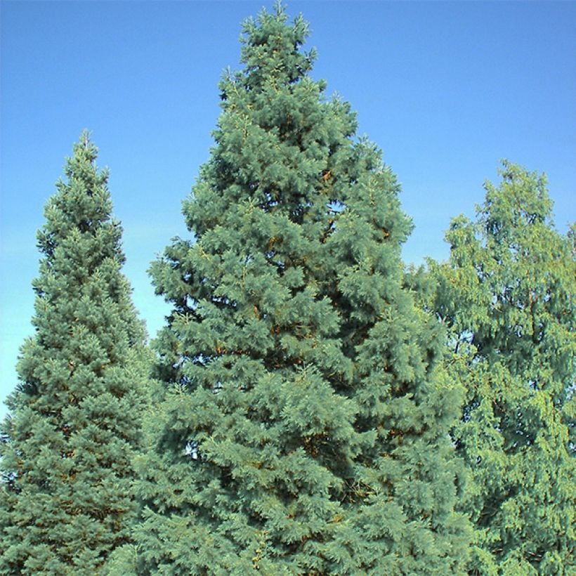 Sequoiadendron giganteum Glaucum - Bergmammutbaum (Plant habit)