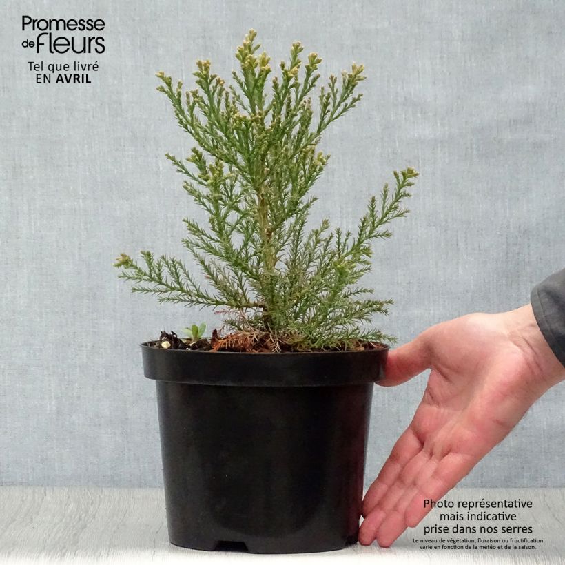 Example of Sequoiadendron giganteum - Bergmammutbaum Topf mit 2L/3L as you get in printemps