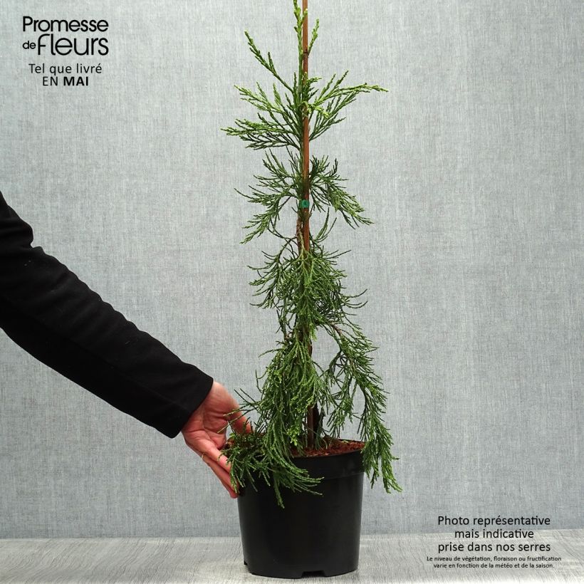 Example of Sequoiadendron giganteum Pendulum - Bergmammutbaum Topf mit 4L/5L as you get in printemps