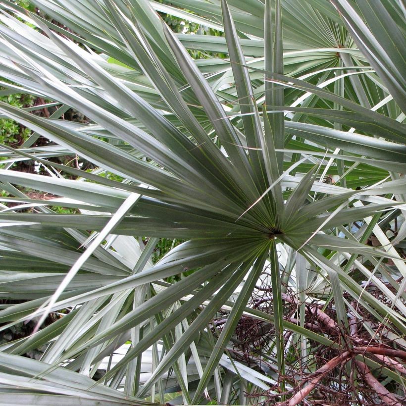 Serenoa repens Silver - Sabal (Foliage)