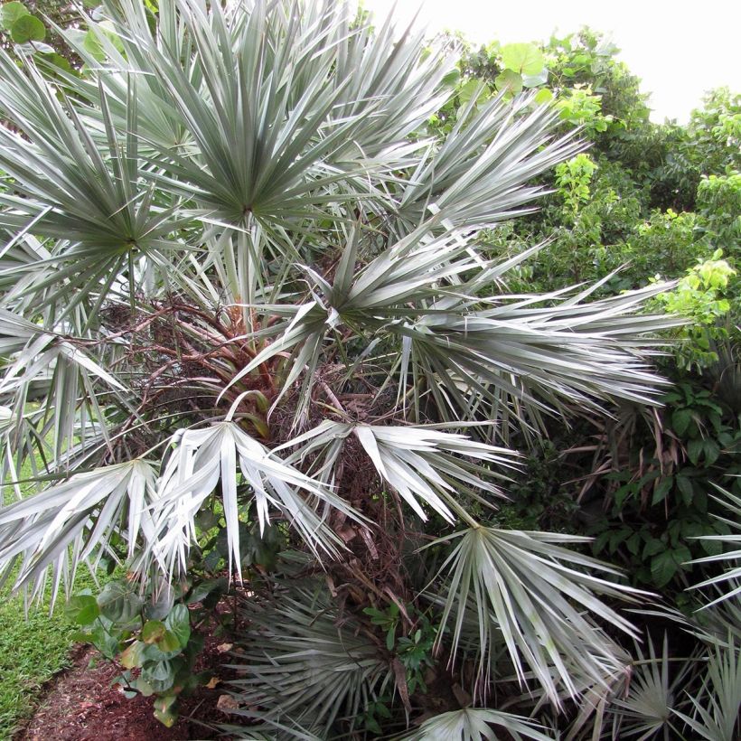 Serenoa repens Silver - Sabal (Plant habit)