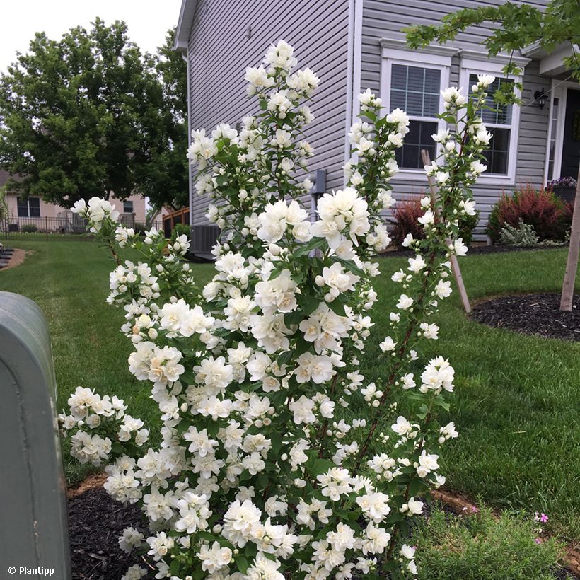 Pfeifenstrauch Pearls of Perfume - Philadelphus (Wuchs)