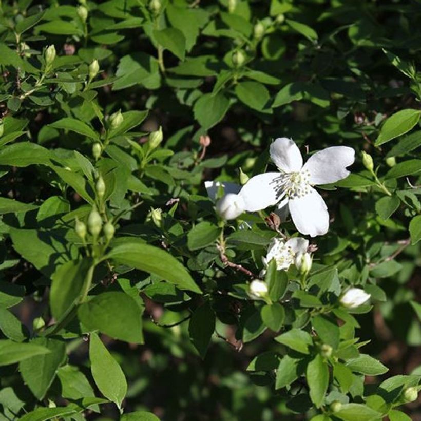 Lemoines Pfeifenstrauch Silberregen - Philadelphus lemoinei (Foliage)