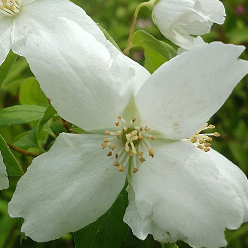 Lemoines Pfeifenstrauch Silberregen - Philadelphus lemoinei (Flowering)