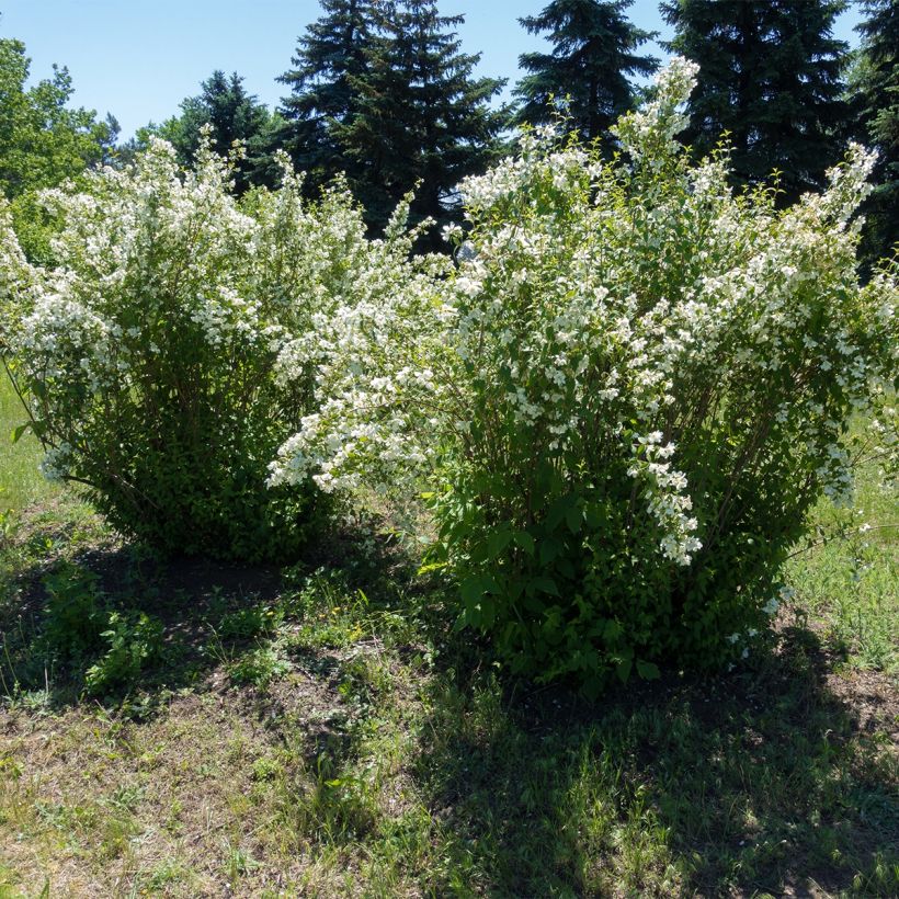 Lemoines Pfeifenstrauch Silberregen - Philadelphus lemoinei (Plant habit)