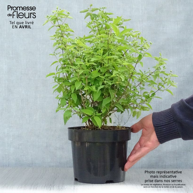 Exemplar von Gefüllter Gartenjasmin Albâtre - Philadelphus virginalis Topf mit 3L/4L wie im Frühjahr geliefert