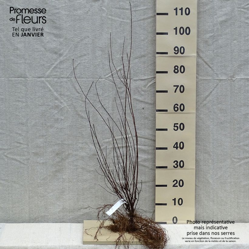 Exemplar von Lemoines Pfeifenstrauch - Philadelphus lemoinei Wurzelnackt wie im Winter geliefert