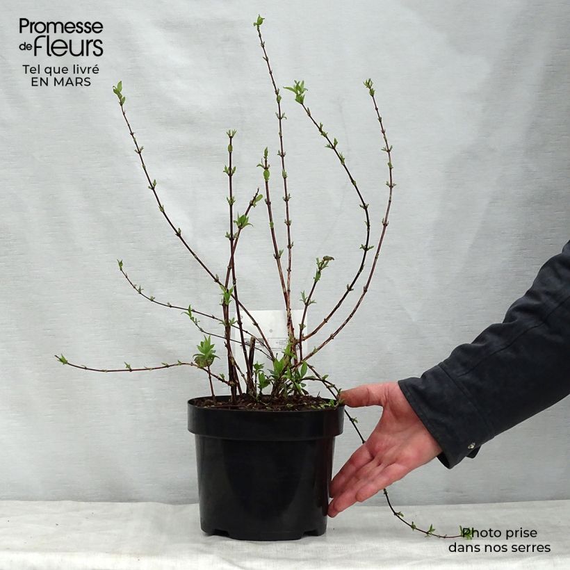 Example of Pfeifenstrauch Belle Etoile - Philadelphus Topf mit 3L/4L as you get in printemps