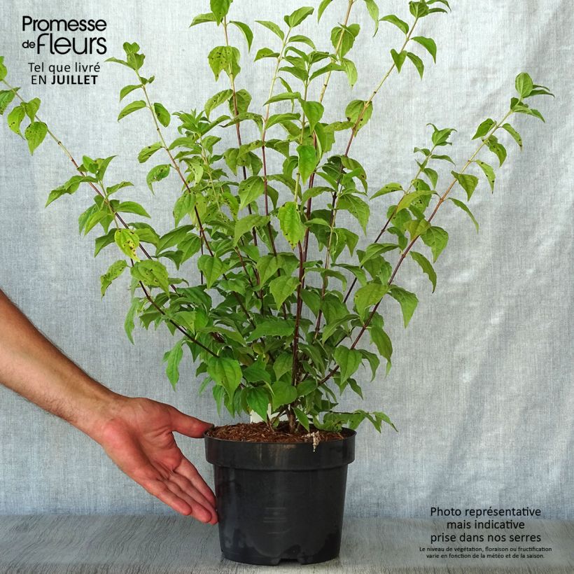 Exemplar von Pfeifenstrauch Belle Etoile - Philadelphus Topf mit 3L/4L wie im Sommer geliefert