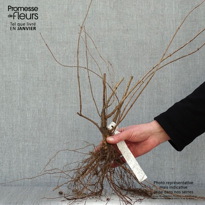 Example of Europäischer Pfeifenstrauch - Philadelphus coronarius Wurzelnackt as you get in hiver