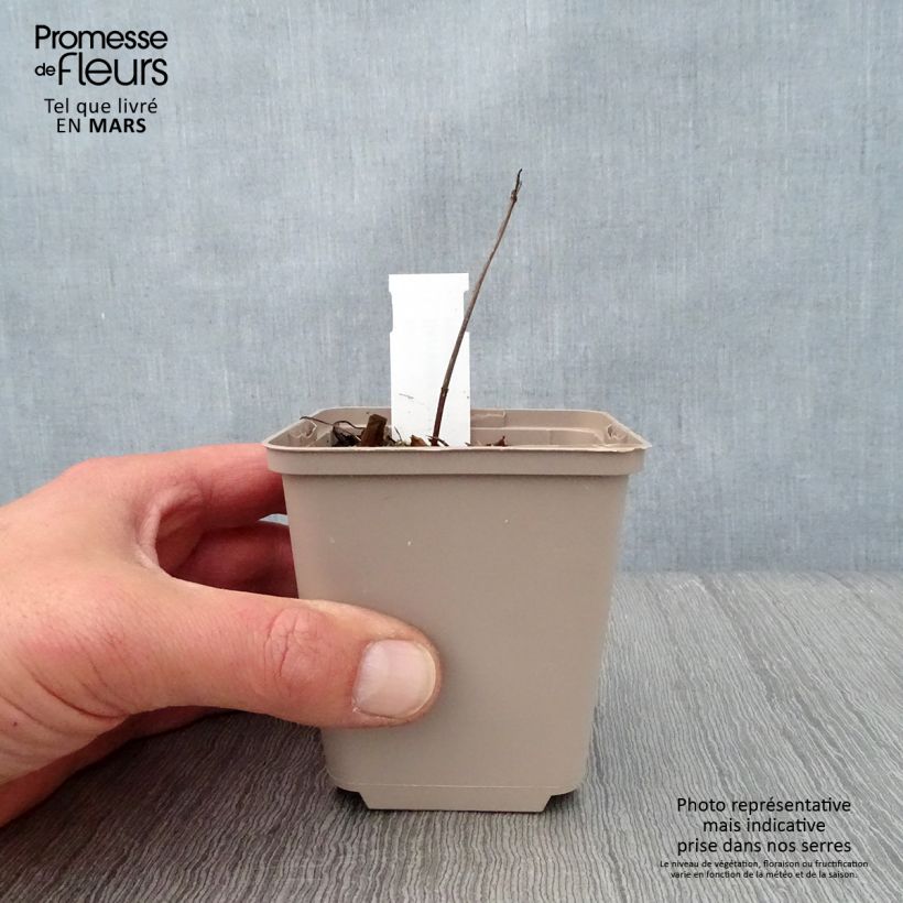 Exemplar von Serratula tinctoria ssp seoanei - Färber-Scharte Kleine Töpfe von 8/9 cm wie im Frühjahr geliefert