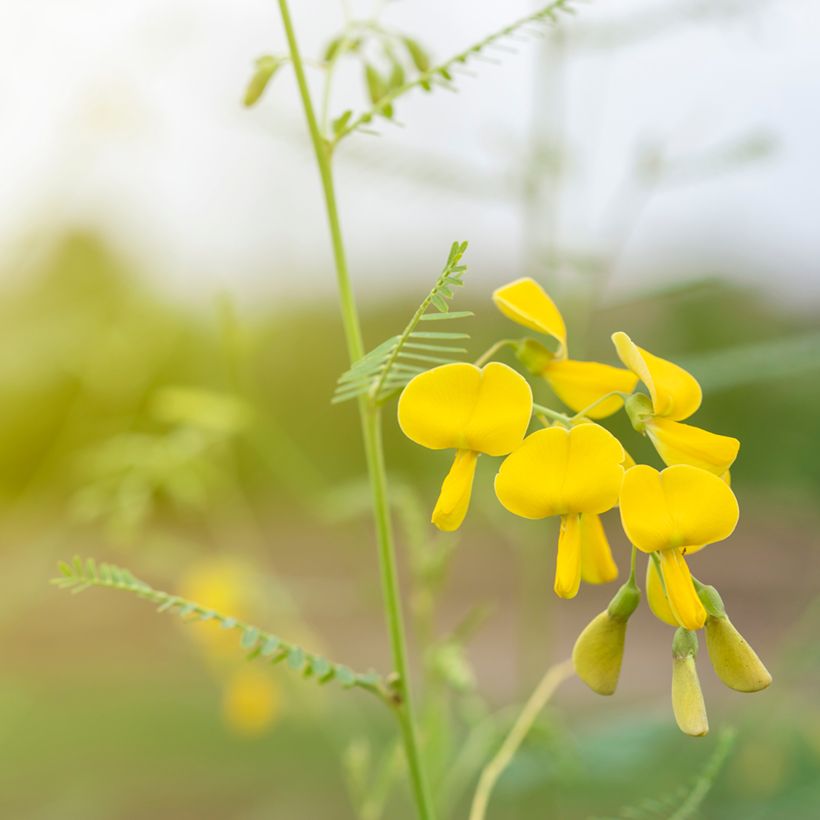 Sesbania javanica (Blüte)