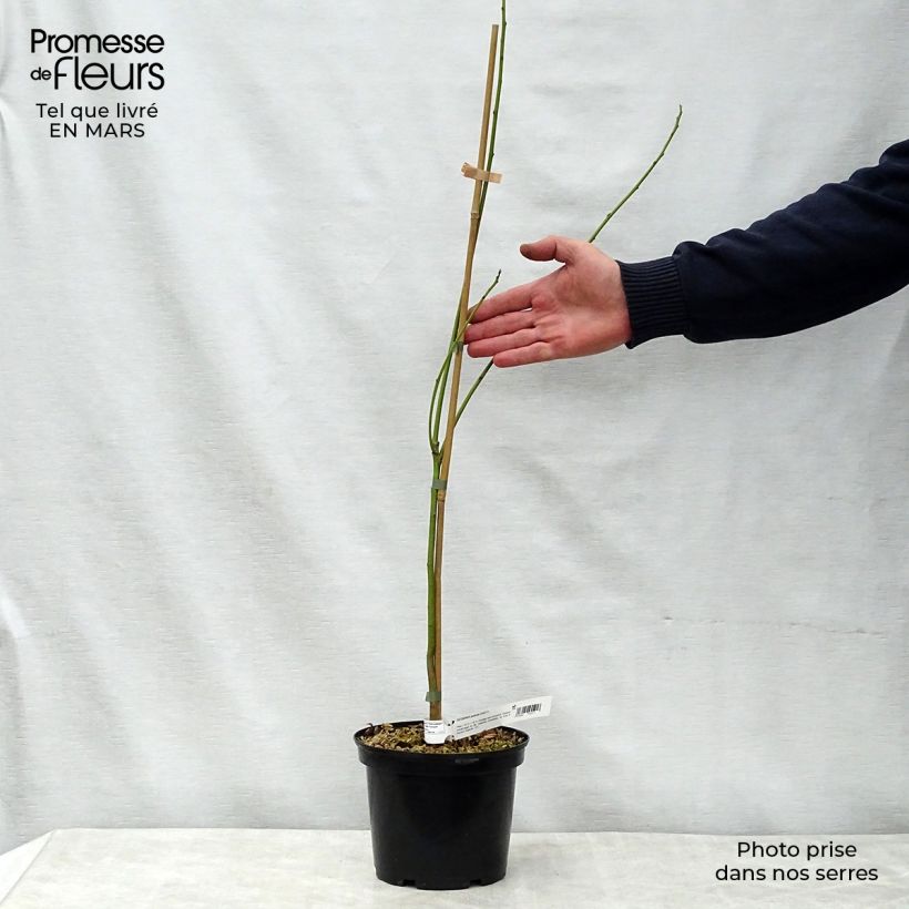 Exemplar von Sesbania punicea - Sesbanie Topf mit 2L/3L wie im Frühjahr geliefert