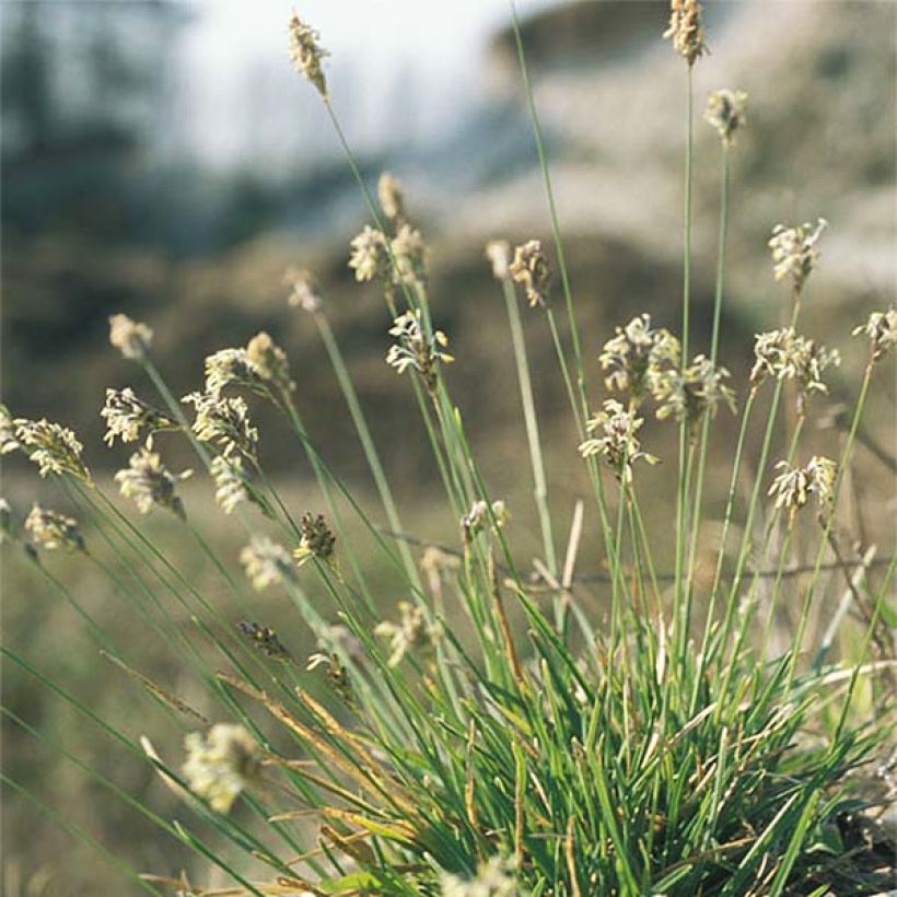 Sesleria caerulea - Moor-Blaugras (Wuchs)