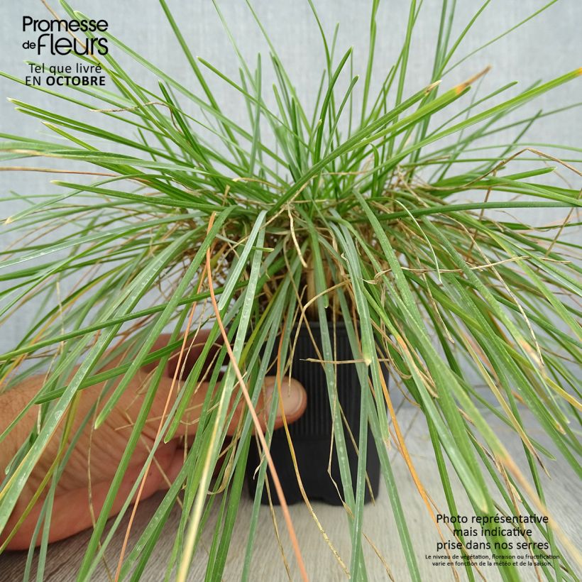 Exemplar von Sesleria caerulea - Moor-Blaugras Kleine Töpfe von 8/9 cm wie im Herbst geliefert