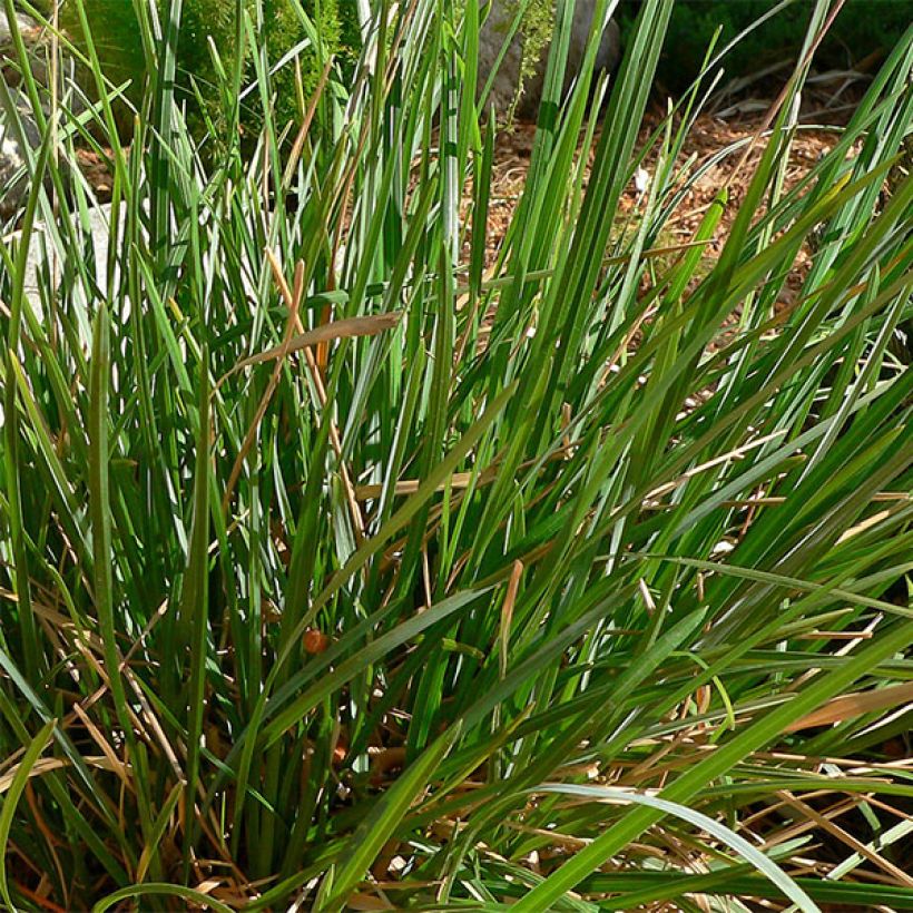 Sesleria heufleriana - Grüne Kopfgras (Foliage)
