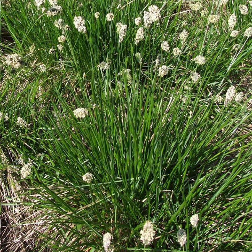 Sesleria heufleriana - Grüne Kopfgras (Plant habit)