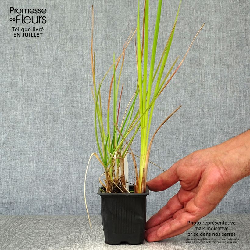 Exemplar von Sesleria heufleriana - Grüne Kopfgras Kleine Töpfe von 8/9 cm wie im Sommer geliefert