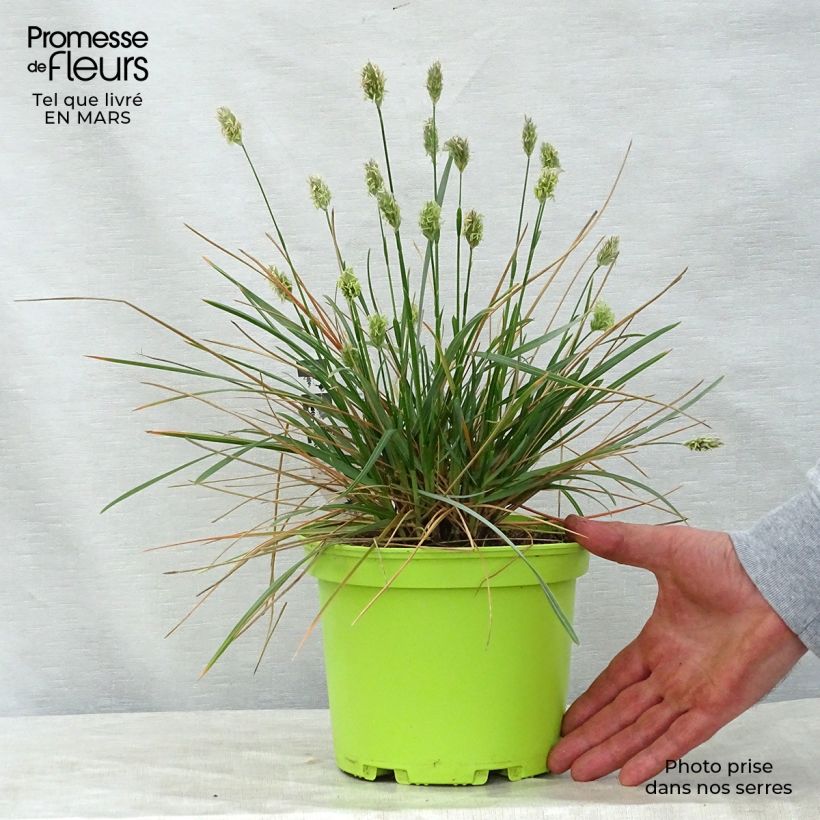 Example of Sesleria heufleriana - Grüne Kopfgras Topf mit 2L/3L as you get in printemps