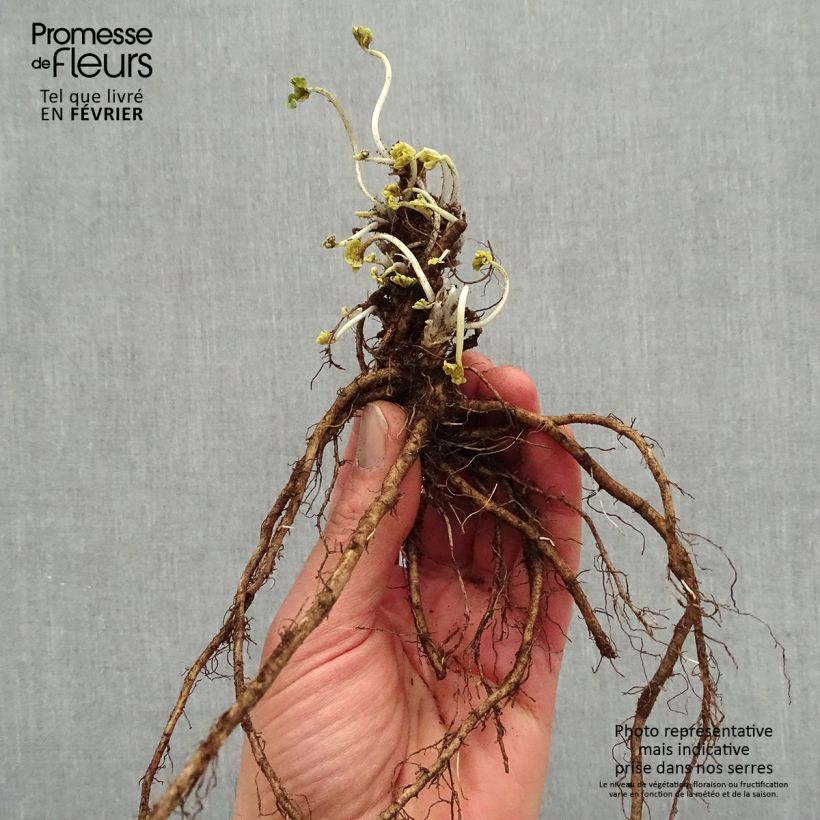 Example of Sidalcea Candy Girl - Präriemalve Wurzelnackt as you get in hiver