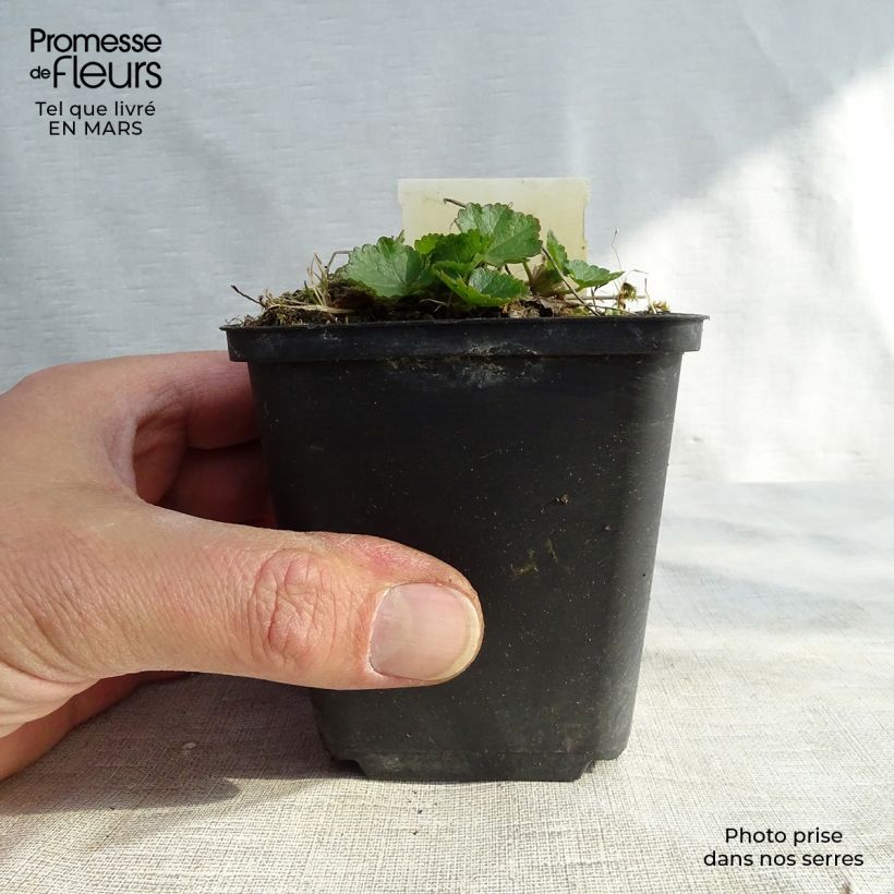 Exemplar von Sidalcea Oberon - Präriemalve Kleine Töpfe von 8/9 cm wie im Winter geliefert