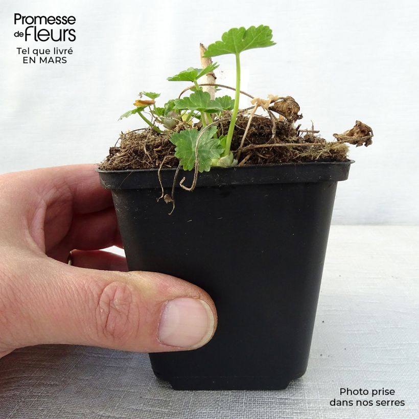 Example of Sidalcea candida - Präriemalve Kleine Töpfe von 8/9 cm as you get in printemps