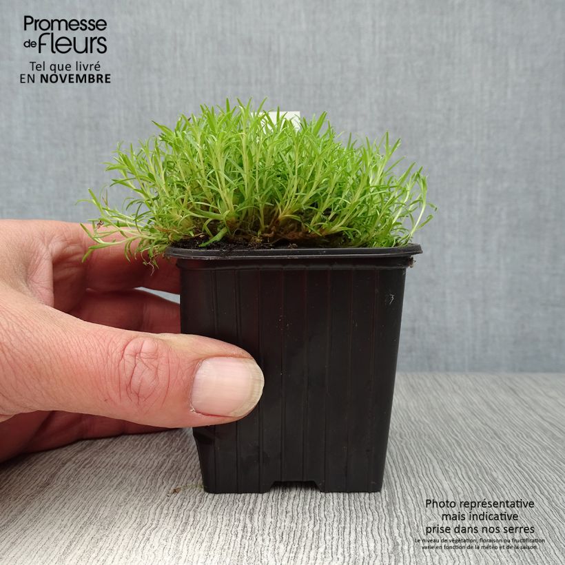 Exemplar von Stängelloses Leimkraut - Silene acaulis Kleine Töpfe von 7/8 cm wie im Herbst geliefert