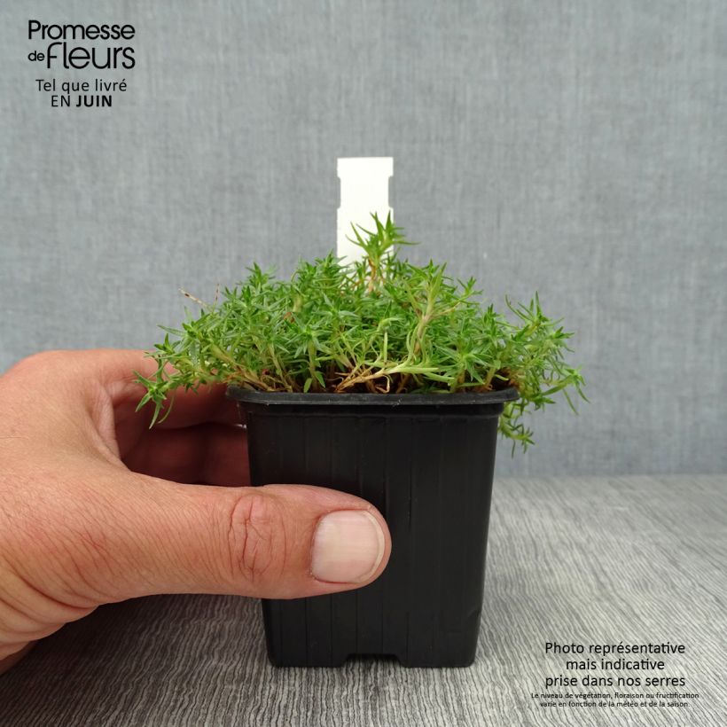 Exemplar von Stängelloses Leimkraut - Silene acaulis Kleine Töpfe von 7/8 cm wie im Sommer geliefert