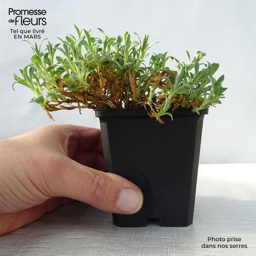 Example of Klippen-Leimkraut Weisskehlchen - Silene uniflora Kleine Töpfe von 8/9 cm as you get in printemps