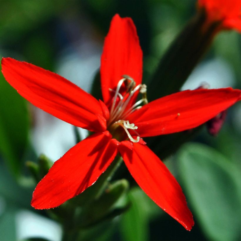 Prächtiges Leimkraut - Silene regia (Flowering)