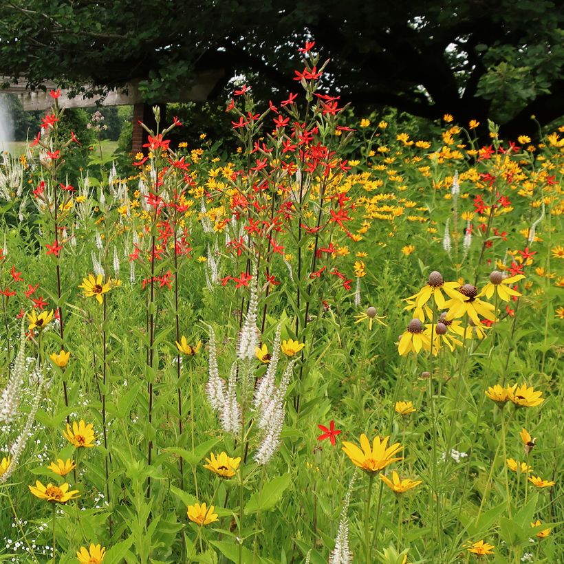 Prächtiges Leimkraut - Silene regia (Plant habit)