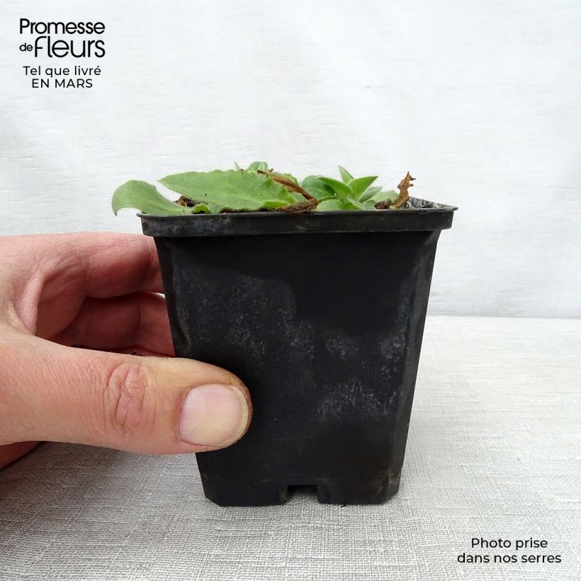 Exemplar von Lichtnelke Rollies Favorite - Silene robotii Kleine Töpfe von 7/8 cm wie im Frühjahr geliefert