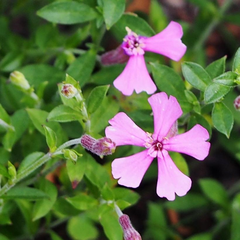 Herbst-Leimkraut - Silene schafta (Flowering)