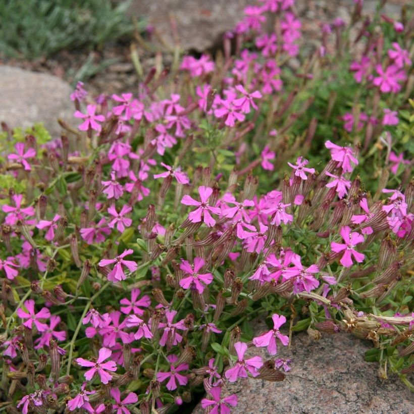 Herbst-Leimkraut - Silene schafta (Plant habit)