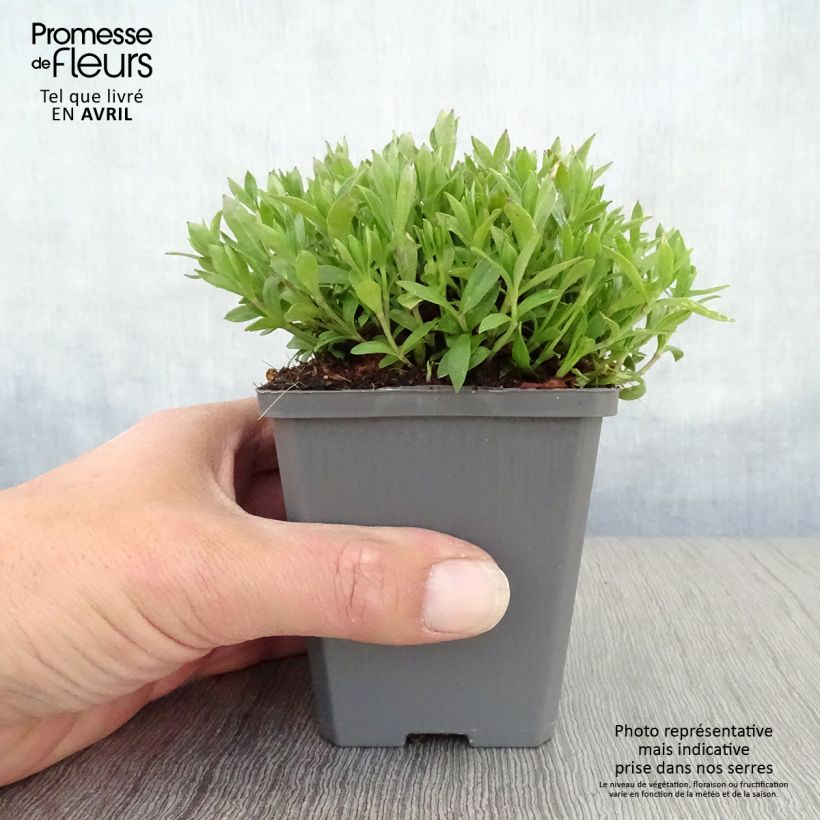 Example of Herbst-Leimkraut - Silene schafta Kleine Töpfe von 8/9 cm as you get in printemps