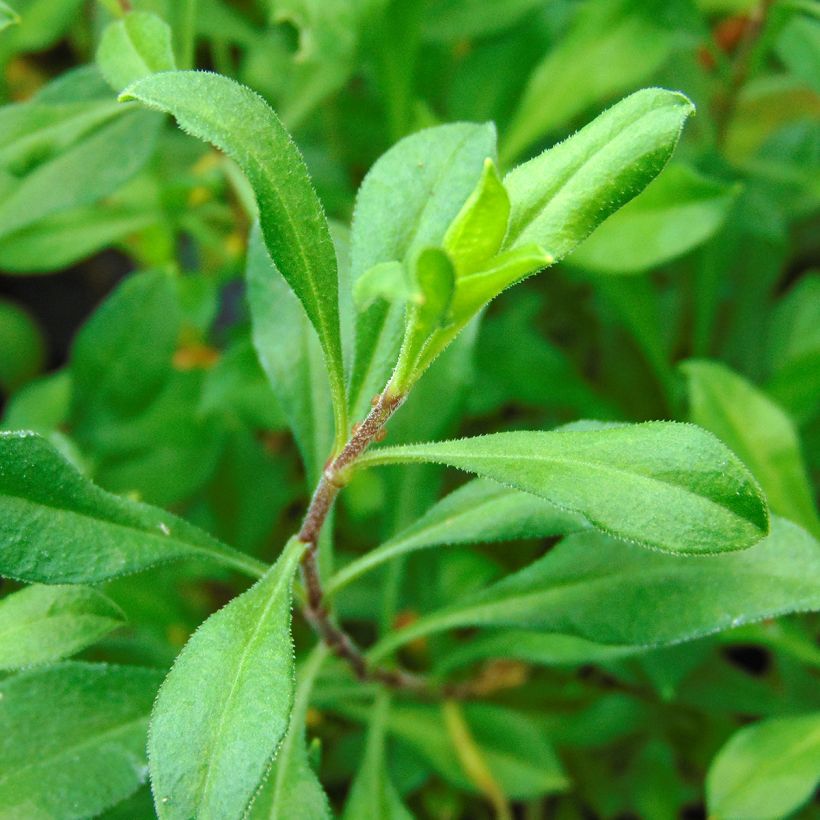 Herbst-Leimkraut Splendens - Silene schafta (Foliage)