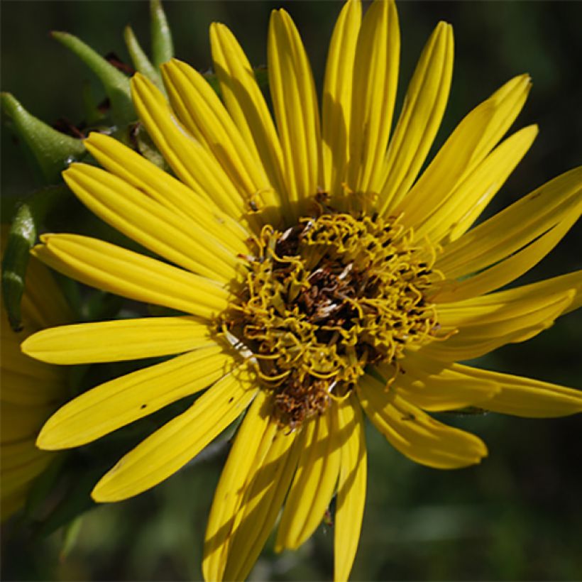 Silphium laciniatum - Kompaßpflanze (Blüte)